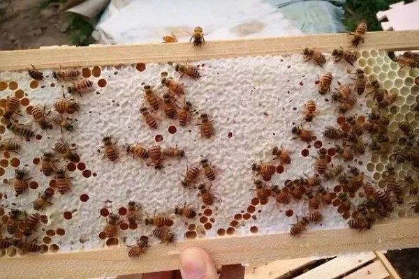 蜜蜂不出巢的原因，可能是外界温度不适所致