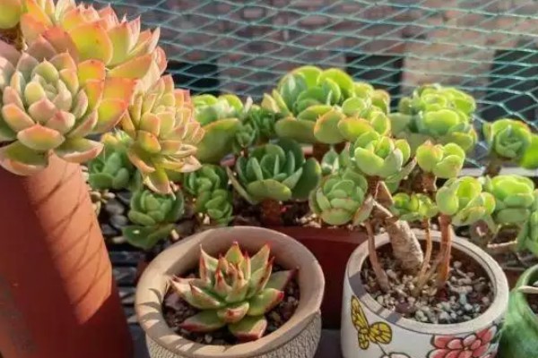 气温40度能不能在室外养殖多肉，养在室外容易导致根系死亡