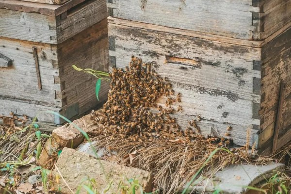 蜜蜂不出巢的原因，可能是外界温度不适所致