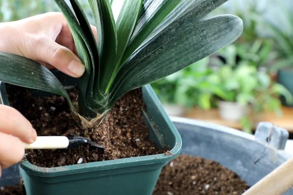 让君子兰开花的方法，每天让它接受6-7小时以上的光照