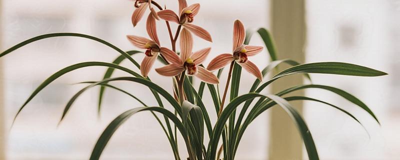 为什么兰花那么贵，其品种非常稀缺