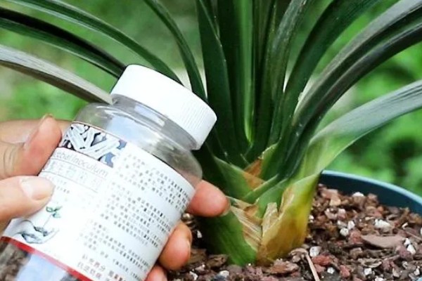 让君子兰开花的方法，每天让它接受6-7小时以上的光照