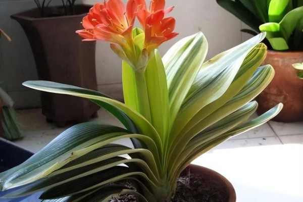 让君子兰开花的方法，每天让它接受6-7小时以上的光照