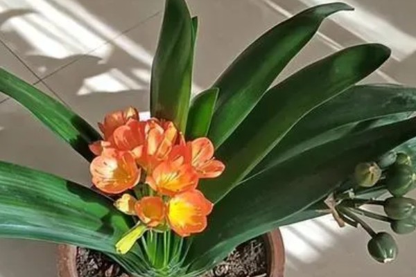 让君子兰开花的方法，每天让它接受6-7小时以上的光照