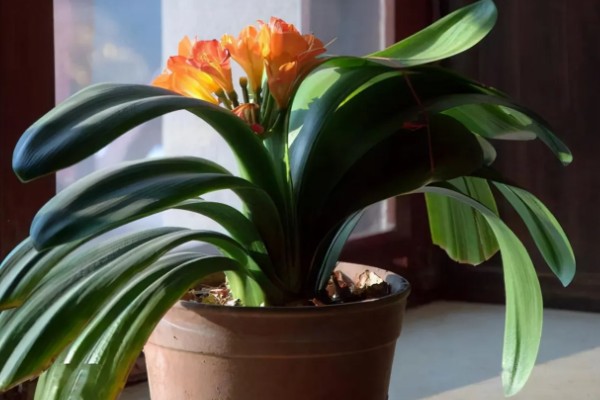 让君子兰开花的方法，每天让它接受6-7小时以上的光照