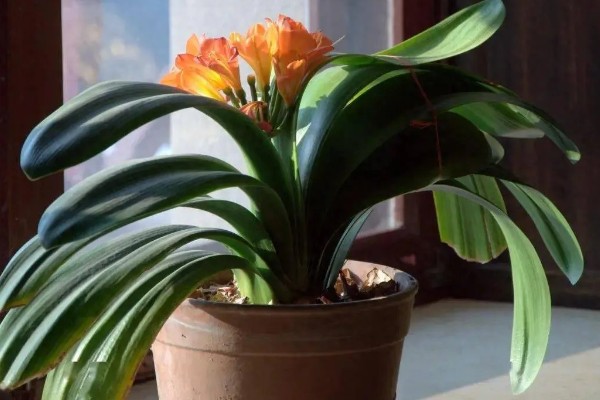 让君子兰开花的方法，每天让它接受6-7小时以上的光照