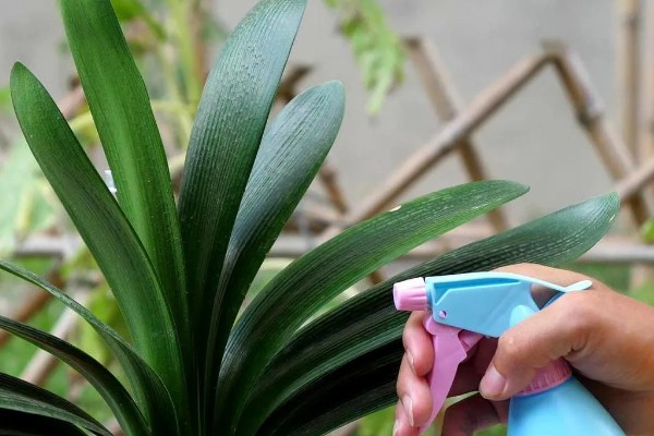 让君子兰开花的方法，每天让它接受6-7小时以上的光照