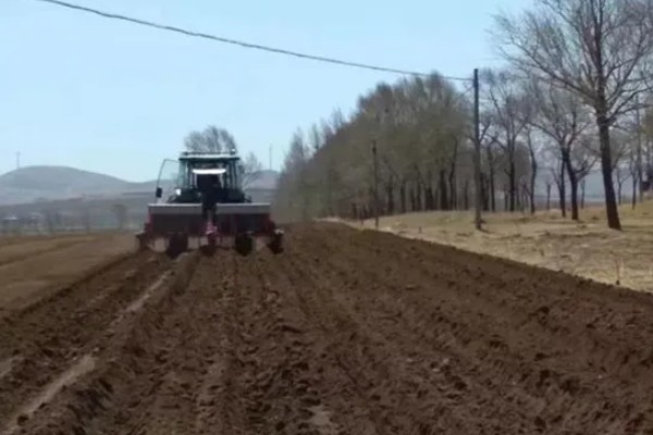 玉米发芽出苗所需时间,经过7-20天左右即可萌发