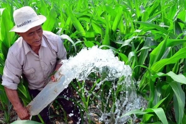 玉米发芽出苗所需时间,经过7-20天左右即可萌发