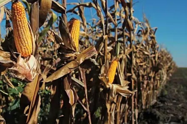 玉米发芽出苗所需时间,经过7-20天左右即可萌发