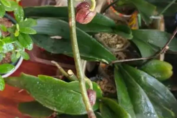 蝴蝶兰修剪叶子的方法，修剪之后需要对伤口进行消毒