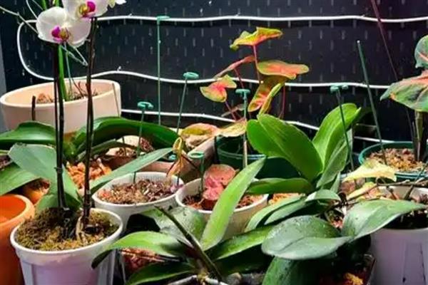 蝴蝶兰修剪叶子的方法，修剪之后需要对伤口进行消毒