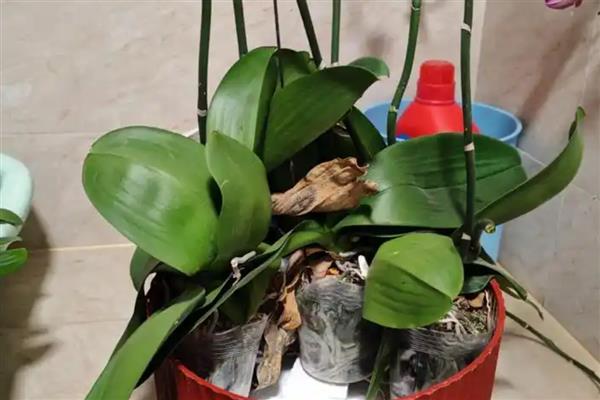 蝴蝶兰修剪叶子的方法，修剪之后需要对伤口进行消毒