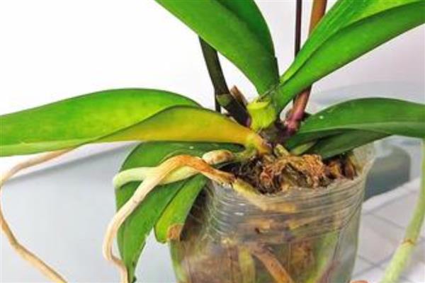 蝴蝶兰修剪叶子的方法，修剪之后需要对伤口进行消毒