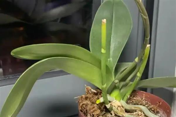 蝴蝶兰修剪叶子的方法，修剪之后需要对伤口进行消毒