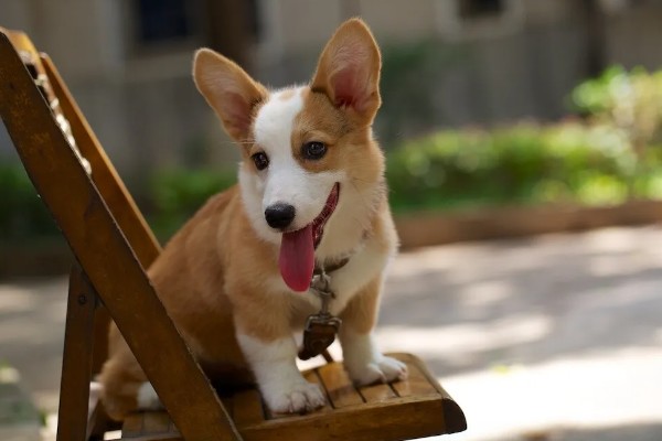 柯基不听话要打哪里，以拍打臀部为宜