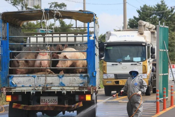 生猪运输需要哪些手续，需要办理产地检验合格证明