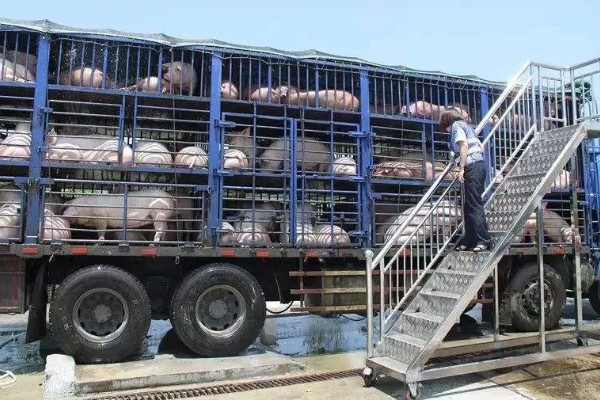 生猪运输需要哪些手续，需要办理产地检验合格证明