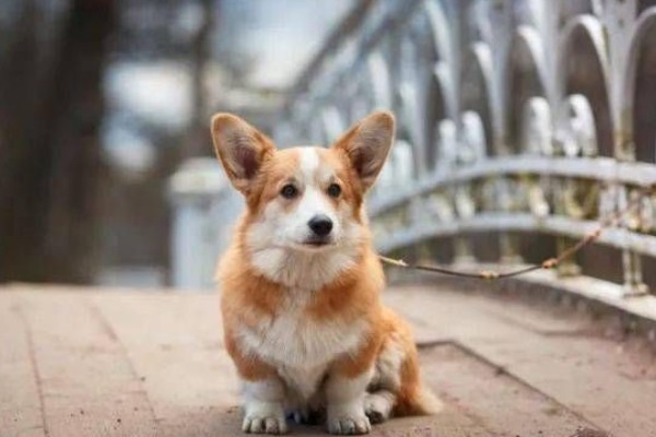 柯基不听话要打哪里，以拍打臀部为宜