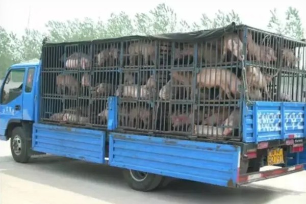 生猪运输需要哪些手续，需要办理产地检验合格证明