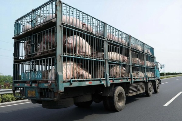 生猪运输需要哪些手续，需要办理产地检验合格证明
