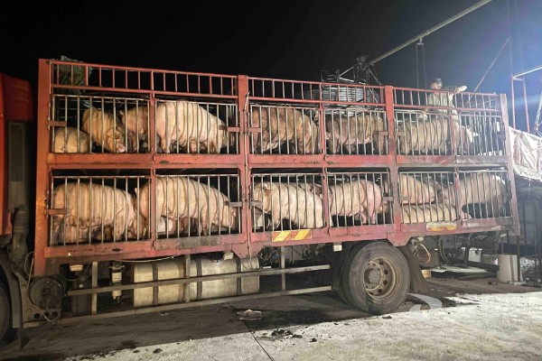 生猪运输需要哪些手续，需要办理产地检验合格证明