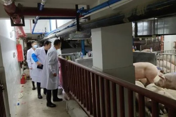 生猪运输需要哪些手续，需要办理产地检验合格证明