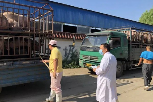 生猪运输需要哪些手续，需要办理产地检验合格证明