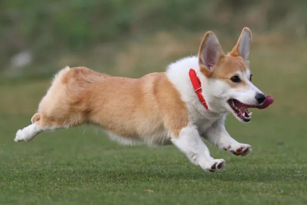 柯基不听话要打哪里，以拍打臀部为宜