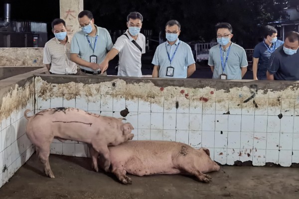 生猪运输需要哪些手续，需要办理产地检验合格证明