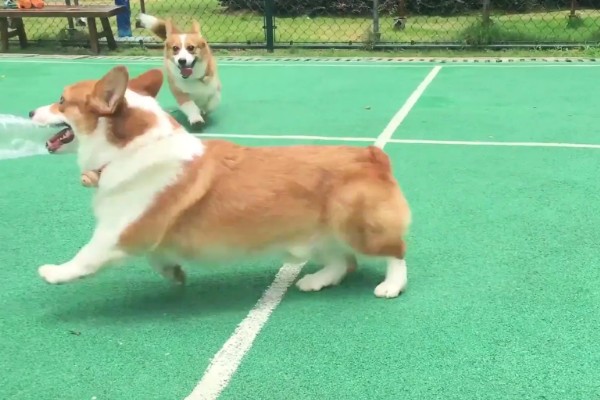 柯基不听话要打哪里，以拍打臀部为宜