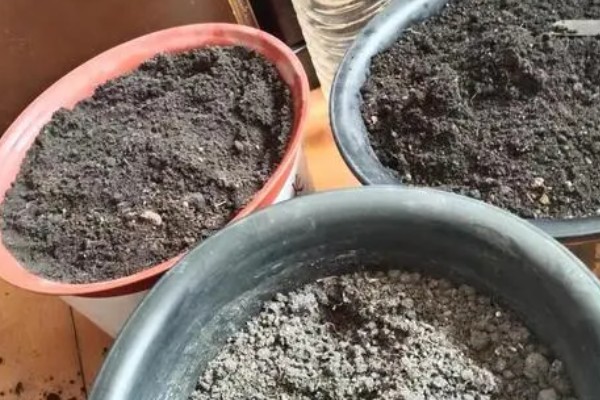 草木灰能种多肉吗，草木灰可以种多肉