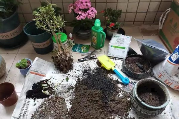 草木灰能种多肉吗，草木灰可以种多肉