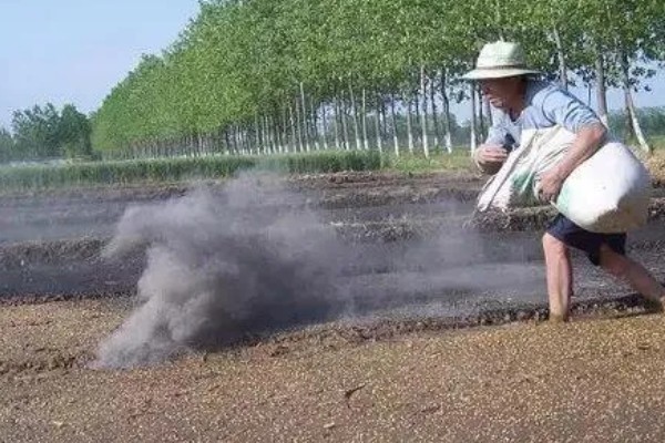 草木灰能种多肉吗，草木灰可以种多肉