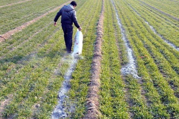 草木灰能种多肉吗，草木灰可以种多肉