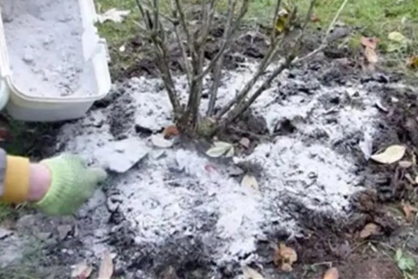 草木灰能种多肉吗，草木灰可以种多肉