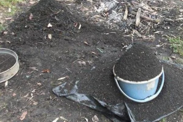 草木灰能种多肉吗，草木灰可以种多肉