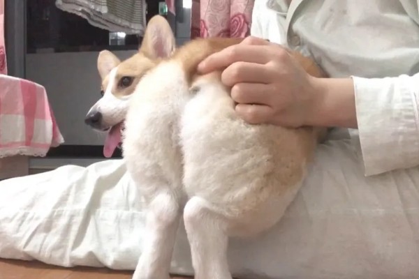 柯基不听话要打哪里，以拍打臀部为宜