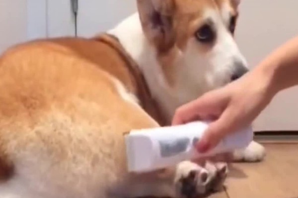 柯基不听话要打哪里，以拍打臀部为宜