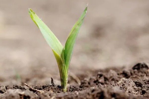 玉米发芽出苗所需时间,经过7-20天左右即可萌发