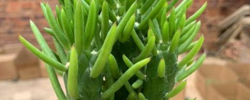 将军柱长高了如何解决，把过高过长的枝条剪短