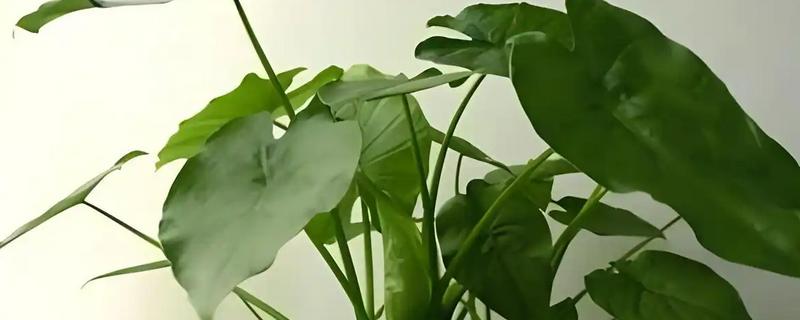 滴水观音烂根原因，一般是过度浇水、土壤不适等因素造成