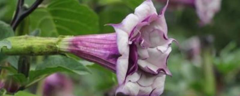 紫色曼陀罗有什么花语，象征阴森恐怖的氛围