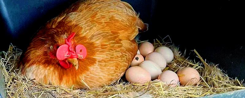 母鸡孵蛋不能离开多长时间，通常跟环境温度有关