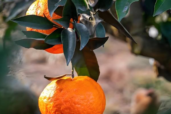 明日见不裂果的养殖方式,要及时进行疏水灌水