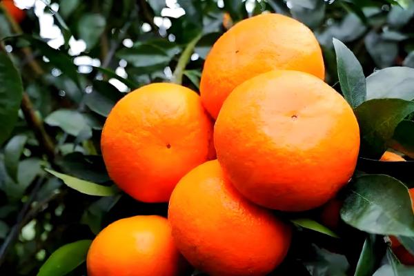 明日见不裂果的养殖方式,要及时进行疏水灌水