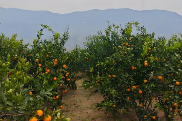 明日见不裂果的养殖方式,要及时进行疏水灌水