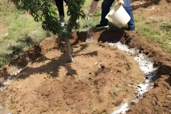 果树能用黄腐酸钾吗，果树能用黄腐酸钾