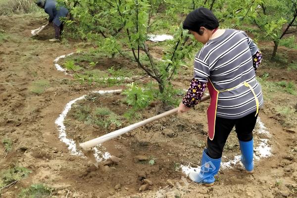 果树能用黄腐酸钾吗，果树能用黄腐酸钾