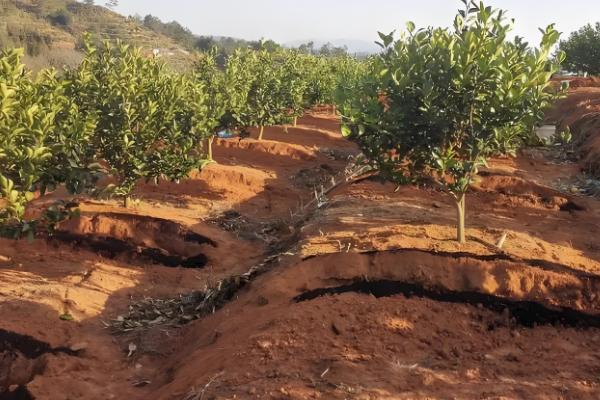 果树能用黄腐酸钾吗，果树能用黄腐酸钾
